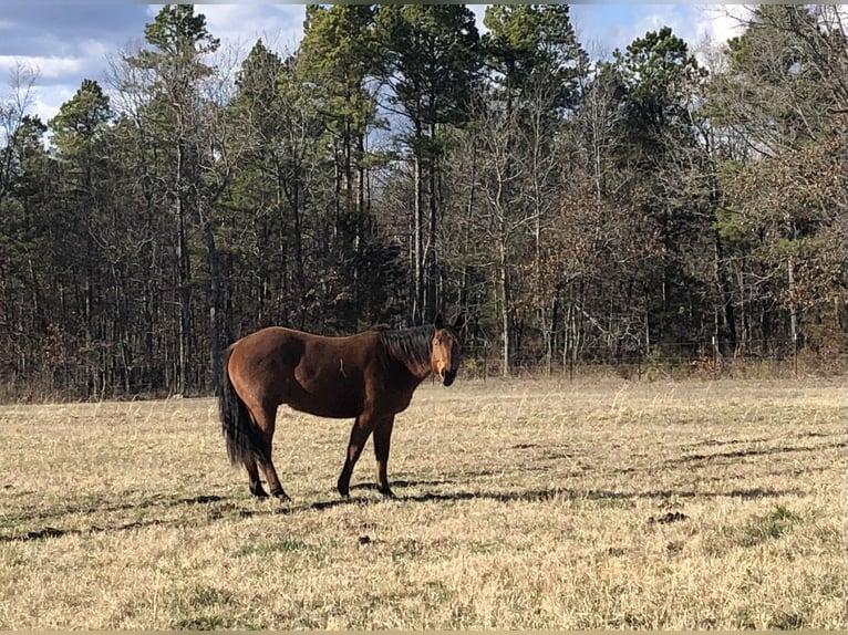 American Quarter Horse Wałach 9 lat 152 cm Gniadodereszowata in Calico Rock