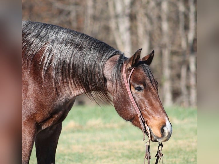 American Quarter Horse Wałach 9 lat 152 cm Gniadodereszowata in Brodhead KY