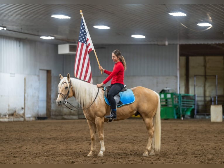 American Quarter Horse Wałach 9 lat 152 cm Izabelowata in Nevis