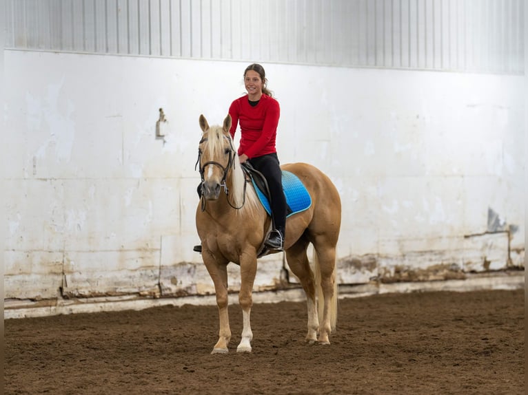 American Quarter Horse Wałach 9 lat 152 cm Izabelowata in Nevis