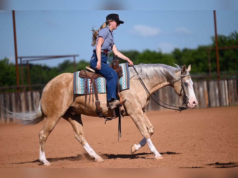 American Quarter Horse Wałach 9 lat 152 cm Izabelowata in Waco