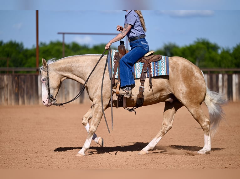 American Quarter Horse Wałach 9 lat 152 cm Izabelowata in Waco