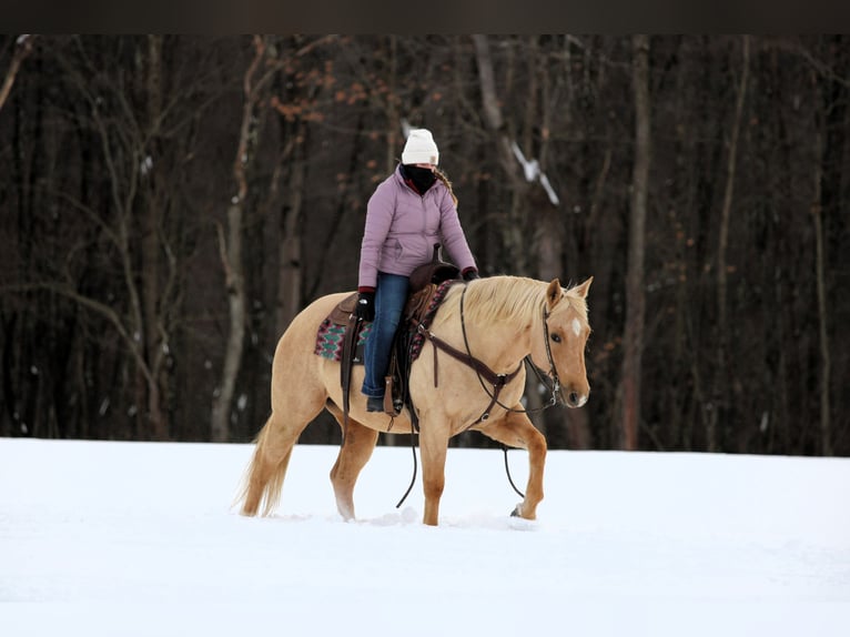 American Quarter Horse Wałach 9 lat 152 cm Izabelowata in Clarion