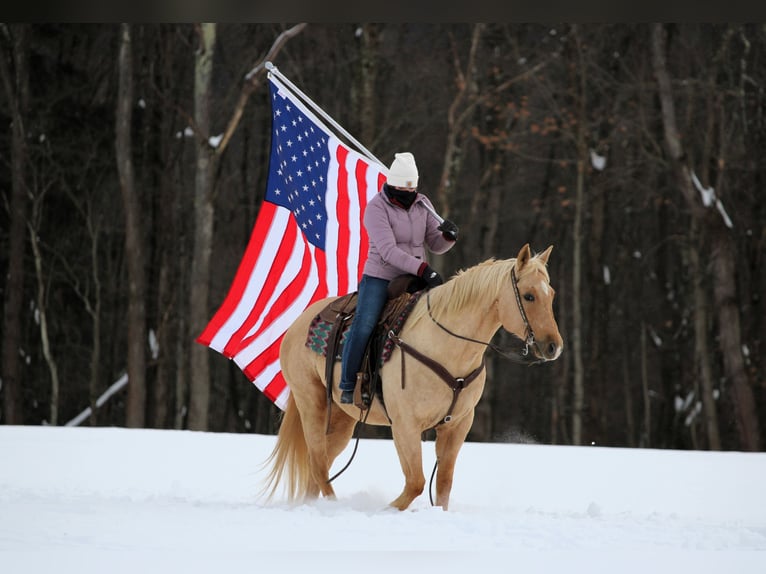 American Quarter Horse Wałach 9 lat 152 cm Izabelowata in Clarion
