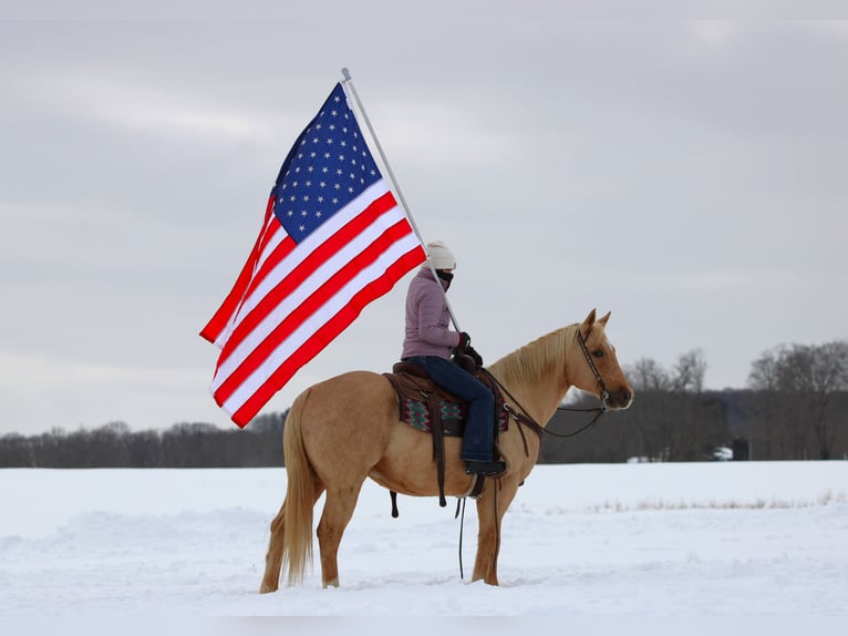 American Quarter Horse Wałach 9 lat 152 cm Izabelowata in Clarion