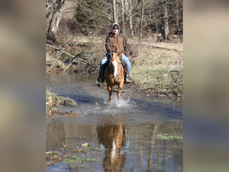 American Quarter Horse Wałach 9 lat 152 cm Izabelowata in Mount Vernon