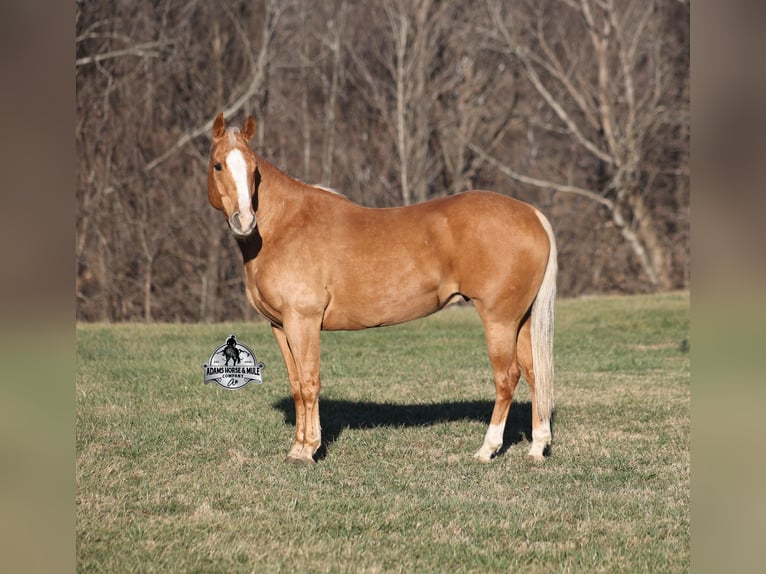 American Quarter Horse Wałach 9 lat 152 cm Izabelowata in Mount Vernon