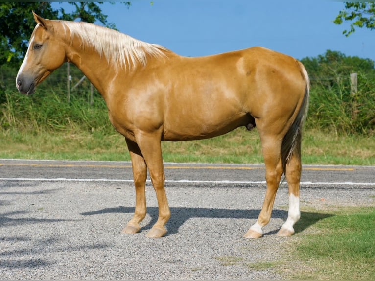 American Quarter Horse Wałach 9 lat 152 cm Izabelowata in Sulphur Springs
