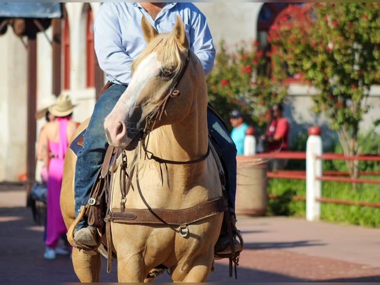 American Quarter Horse Wałach 9 lat 152 cm Izabelowata in Stephenvillle TX