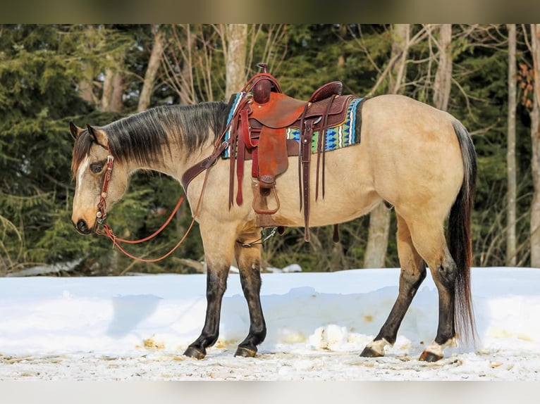 American Quarter Horse Wałach 9 lat 152 cm Jelenia in Clarion