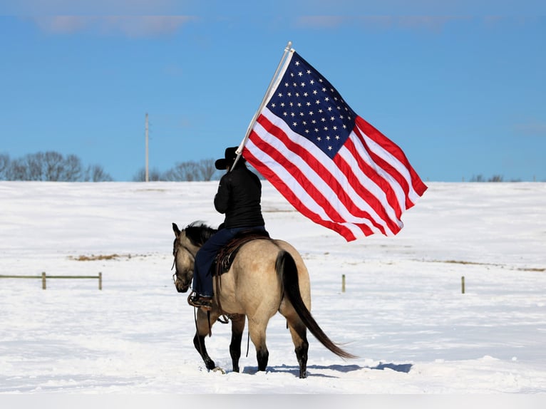 American Quarter Horse Wałach 9 lat 152 cm Jelenia in Clarion