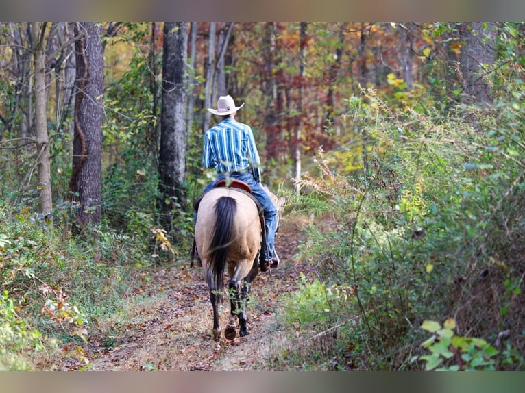 American Quarter Horse Wałach 9 lat 152 cm Jelenia in Needmore