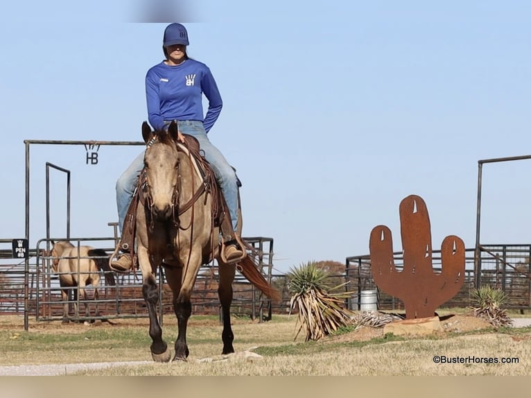 American Quarter Horse Wałach 9 lat 152 cm Jelenia in Weatherford TX