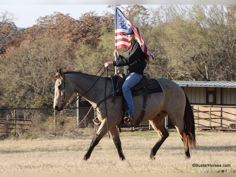 American Quarter Horse Wałach 9 lat 152 cm Jelenia in Weatherford TX