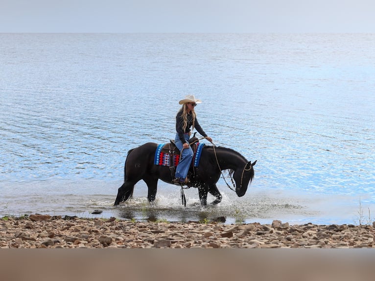 American Quarter Horse Wałach 9 lat 152 cm Kara in Quitman