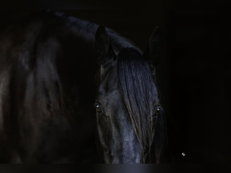 American Quarter Horse Wałach 9 lat 152 cm Kara in Quitman