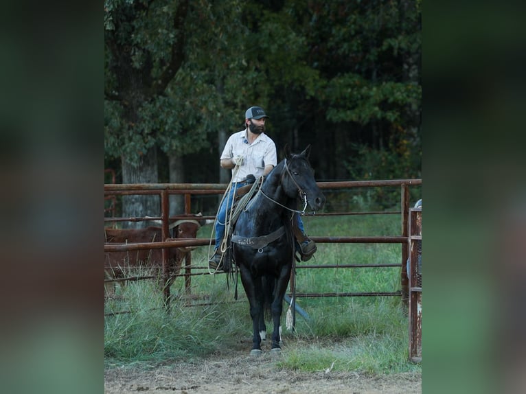 American Quarter Horse Wałach 9 lat 152 cm Kara in Quitman