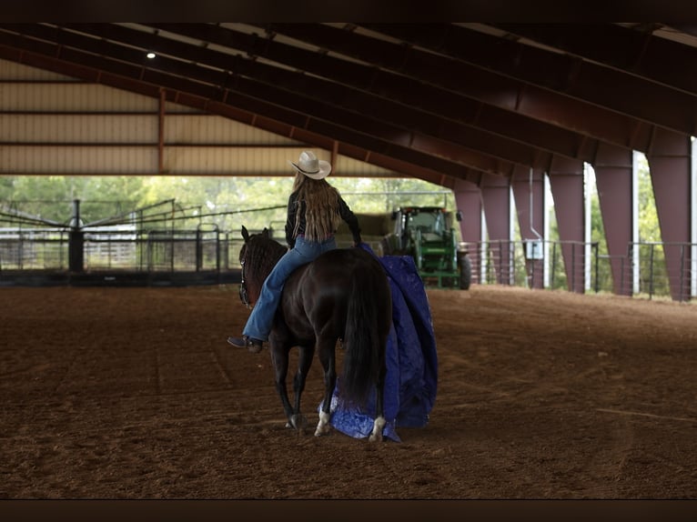 American Quarter Horse Wałach 9 lat 152 cm Kara in Quitman