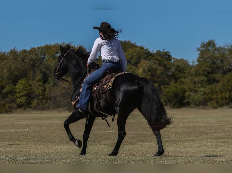 American Quarter Horse Wałach 9 lat 152 cm Kara in Joshua