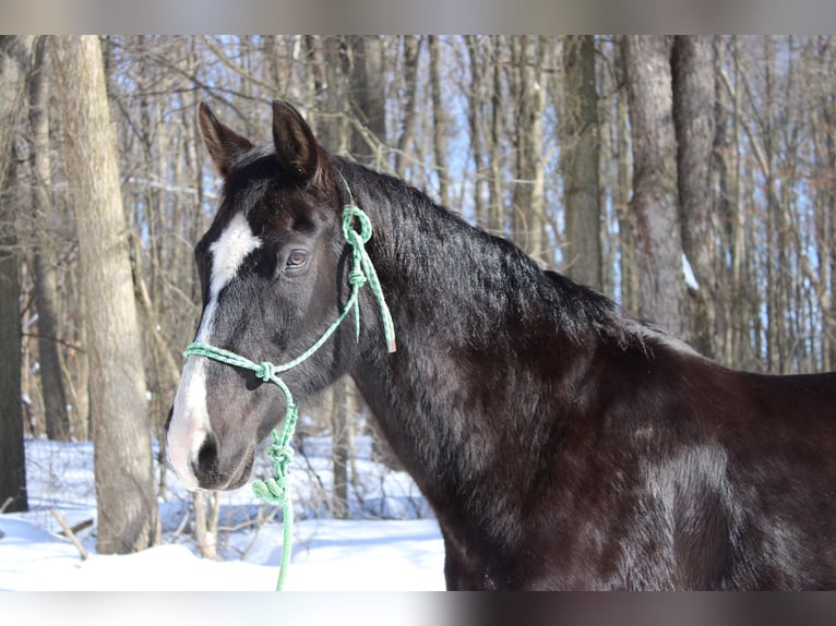 American Quarter Horse Wałach 9 lat 152 cm Kara in North Bloomfield