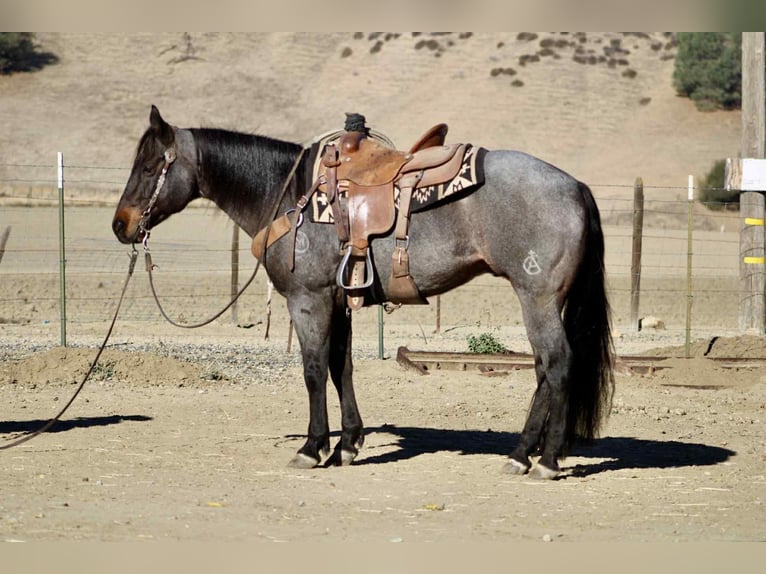 American Quarter Horse Wałach 9 lat 152 cm Karodereszowata in Paicines CA