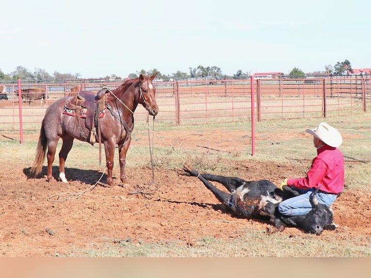 American Quarter Horse Wałach 9 lat 152 cm Kasztanowatodereszowata in Cave Creek, AZ