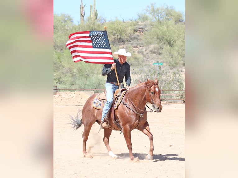 American Quarter Horse Wałach 9 lat 152 cm Kasztanowatodereszowata in Cave Creek, AZ