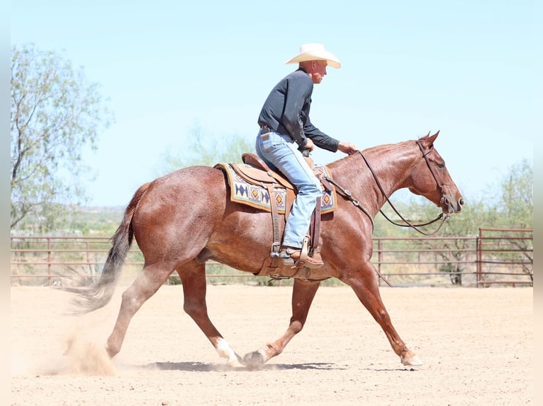 American Quarter Horse Wałach 9 lat 152 cm Kasztanowatodereszowata in Cave Creek, AZ