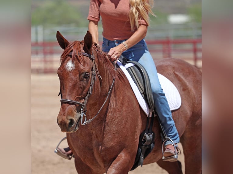 American Quarter Horse Wałach 9 lat 152 cm Kasztanowatodereszowata in Cave Creek, AZ