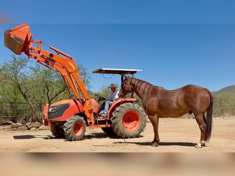American Quarter Horse Wałach 9 lat 152 cm Kasztanowatodereszowata in Cave Creek, AZ