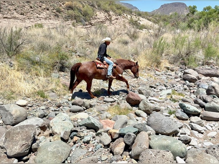 American Quarter Horse Wałach 9 lat 152 cm Kasztanowatodereszowata in Cave Creek, AZ