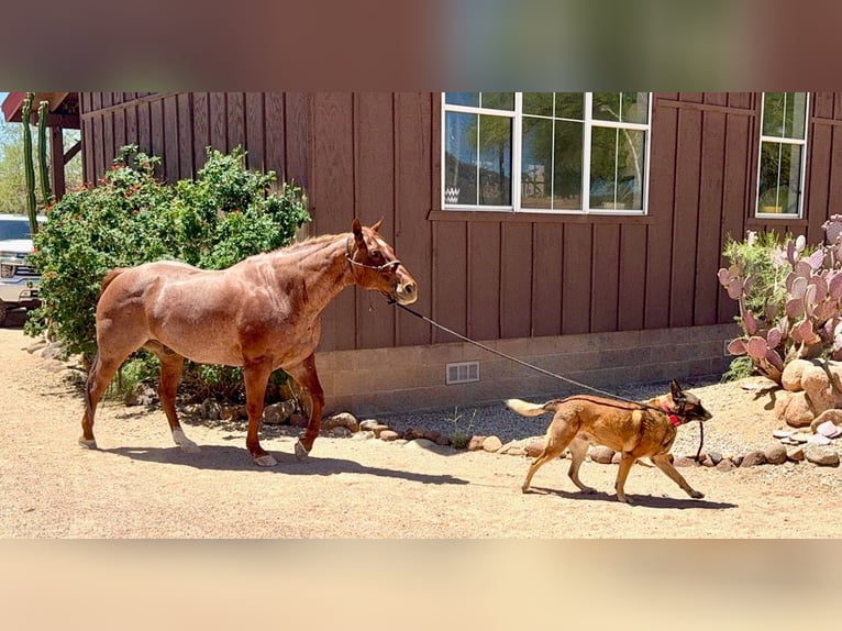 American Quarter Horse Wałach 9 lat 152 cm Kasztanowatodereszowata in Cave Creek, AZ