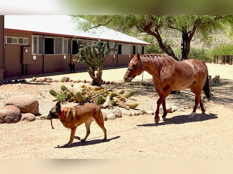 American Quarter Horse Wałach 9 lat 152 cm Kasztanowatodereszowata in Cave Creek, AZ