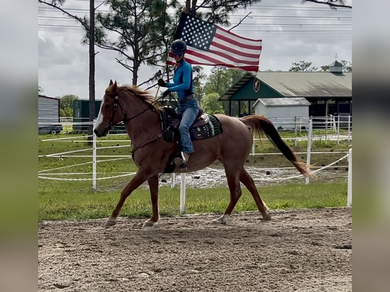 American Quarter Horse Wałach 9 lat 152 cm Kasztanowatodereszowata in Christmas FL