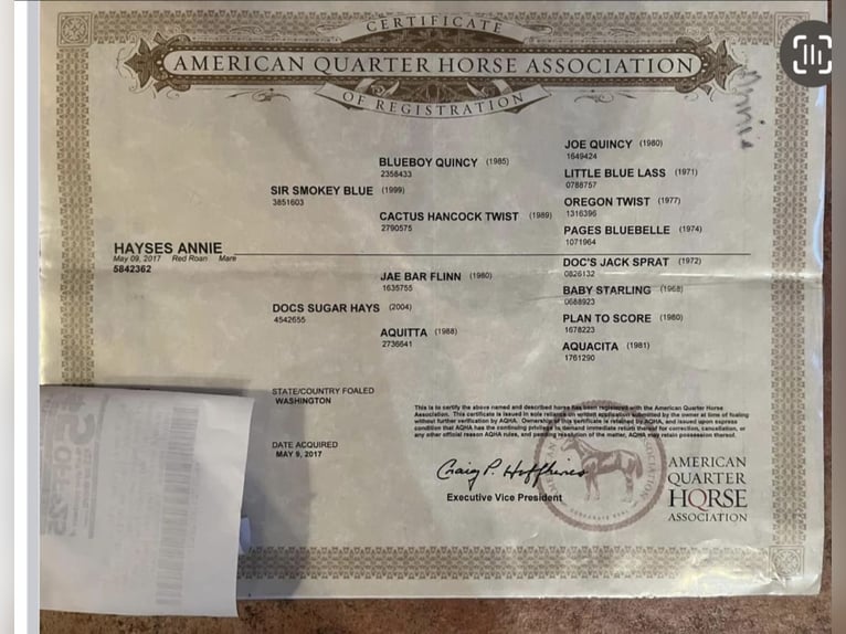 American Quarter Horse Wałach 9 lat 152 cm Kasztanowatodereszowata in Christmas FL