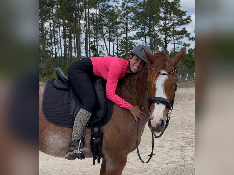 American Quarter Horse Wałach 9 lat 152 cm Kasztanowatodereszowata in Christmas FL