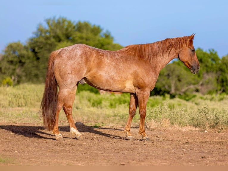 American Quarter Horse Wałach 9 lat 152 cm Kasztanowatodereszowata in Weatherford TX