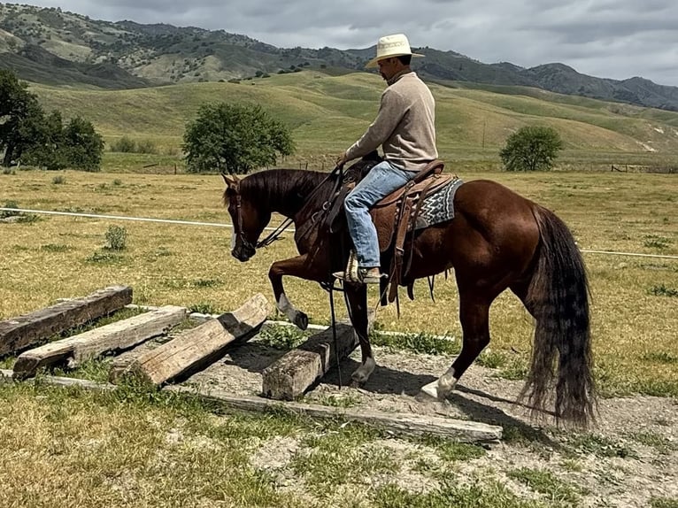 American Quarter Horse Wałach 9 lat 152 cm Overo wszelkich maści in Paicines CA