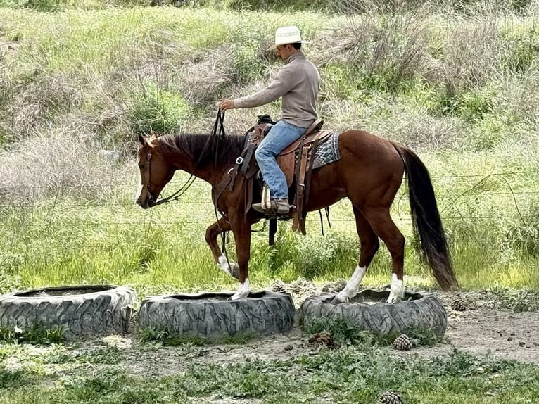 American Quarter Horse Wałach 9 lat 152 cm Overo wszelkich maści in Paicines CA