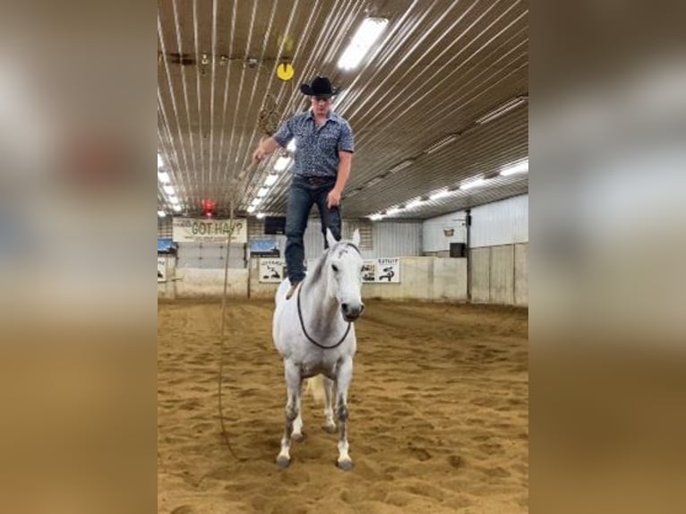 American Quarter Horse Wałach 9 lat 152 cm Siwa in Fowlerville