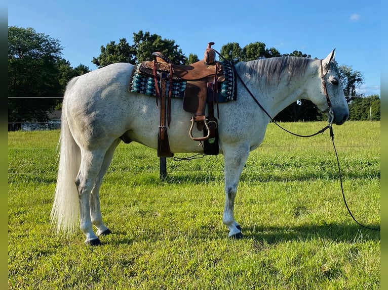 American Quarter Horse Wałach 9 lat 152 cm Siwa in Fowlerville