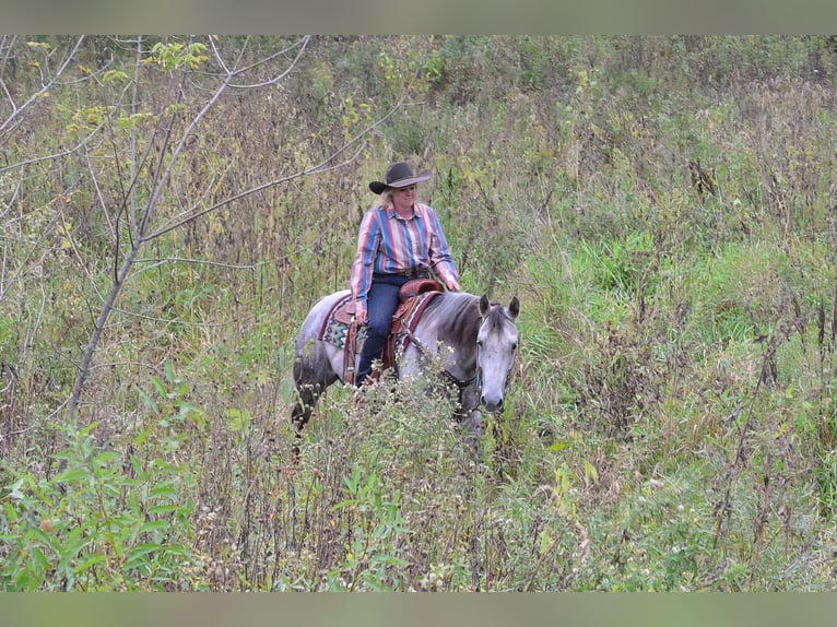 American Quarter Horse Wałach 9 lat 152 cm Siwa in Hastings