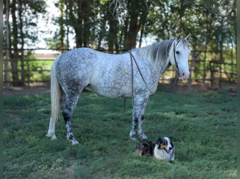 American Quarter Horse Wałach 9 lat 152 cm Siwa in El Paso Tx