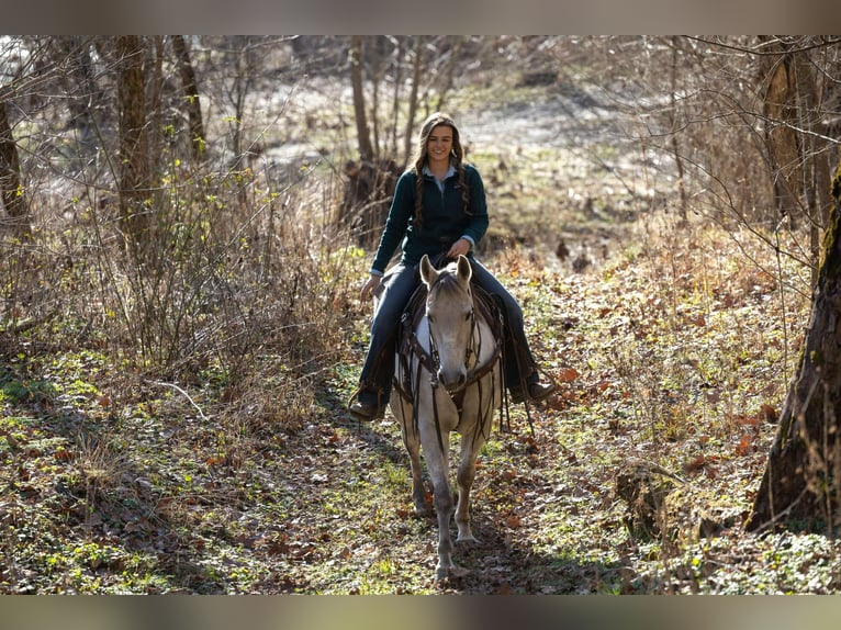 American Quarter Horse Wałach 9 lat 152 cm Siwa in Ewing KY