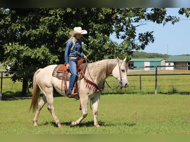 American Quarter Horse Wałach 9 lat 152 cm Siwa in Sallisaw OK