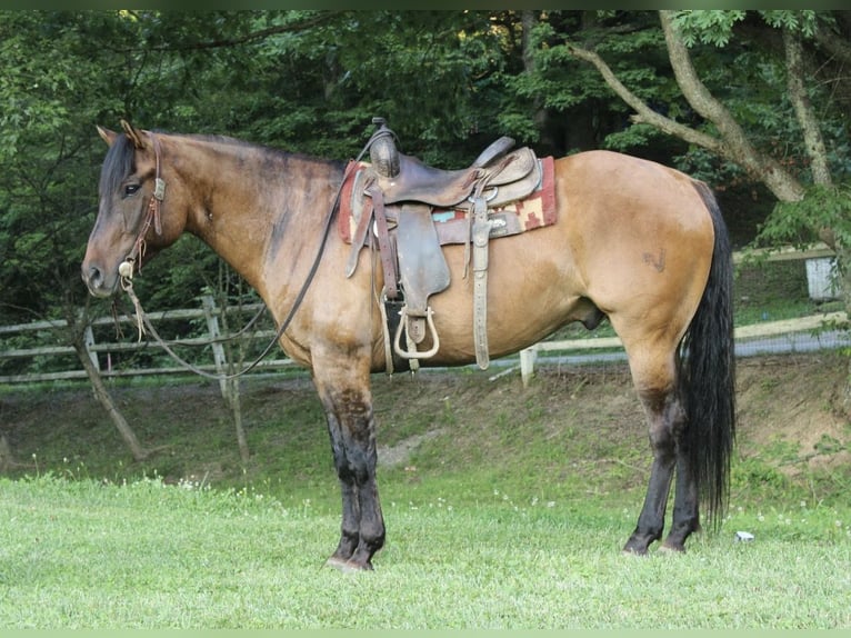 American Quarter Horse Wałach 9 lat 155 cm Bułana in Salem