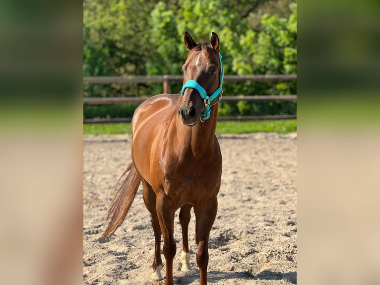 American Quarter Horse Wałach 9 lat 155 cm Ciemnokasztanowata in Weilrod