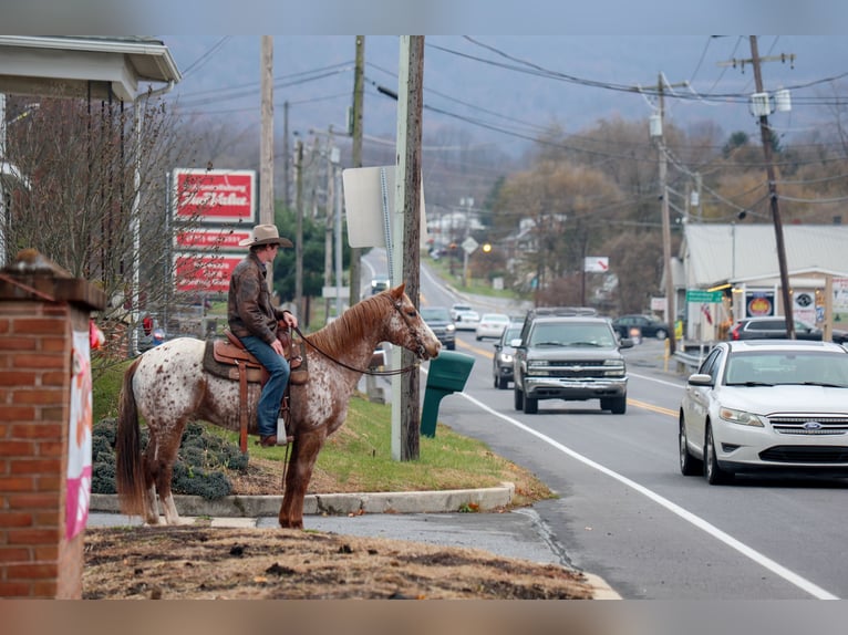 American Quarter Horse Wałach 9 lat 155 cm Ciemnokasztanowata in Needmore