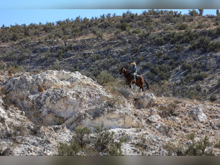 American Quarter Horse Wałach 9 lat 155 cm Ciemnokasztanowata in Camp Verde AZ