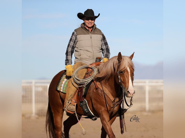 American Quarter Horse Wałach 9 lat 155 cm Cisawa in Belen, NM